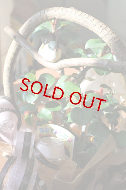 画像6: 刺なしハナキリンのウッドバスケット (6)