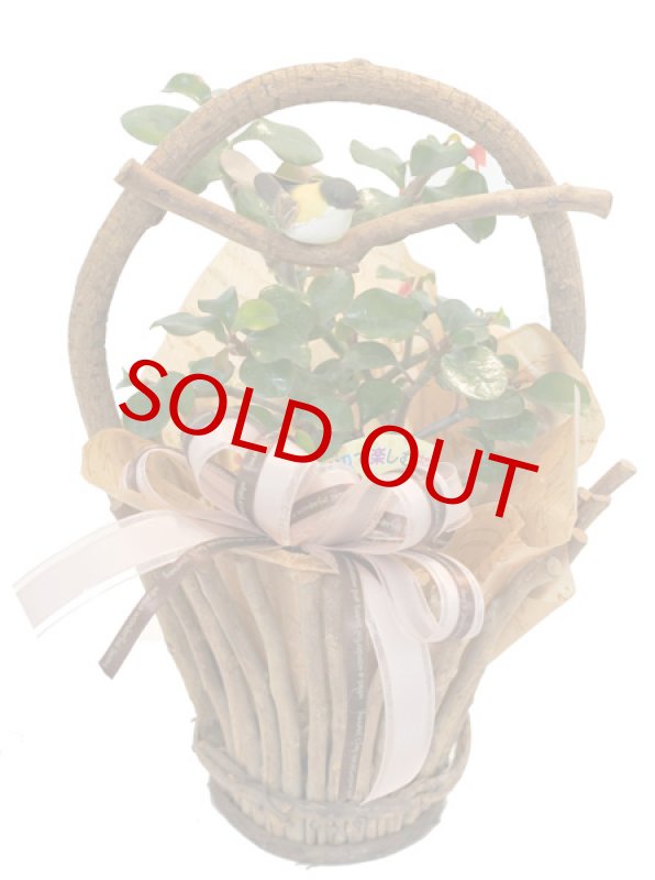 画像3: 刺なしハナキリンのウッドバスケット (3)