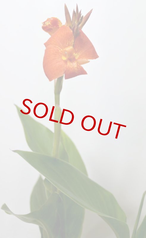 画像3: カンナの鉢植えギフト (3)