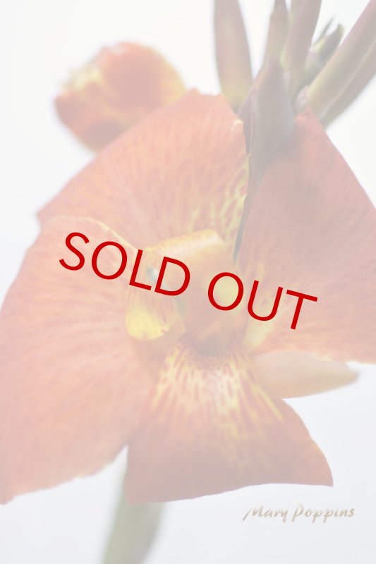 画像2: カンナの鉢植えギフト (2)