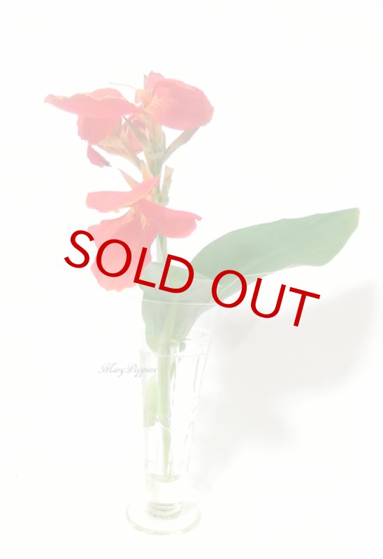 画像5: カンナの鉢植えギフト (5)