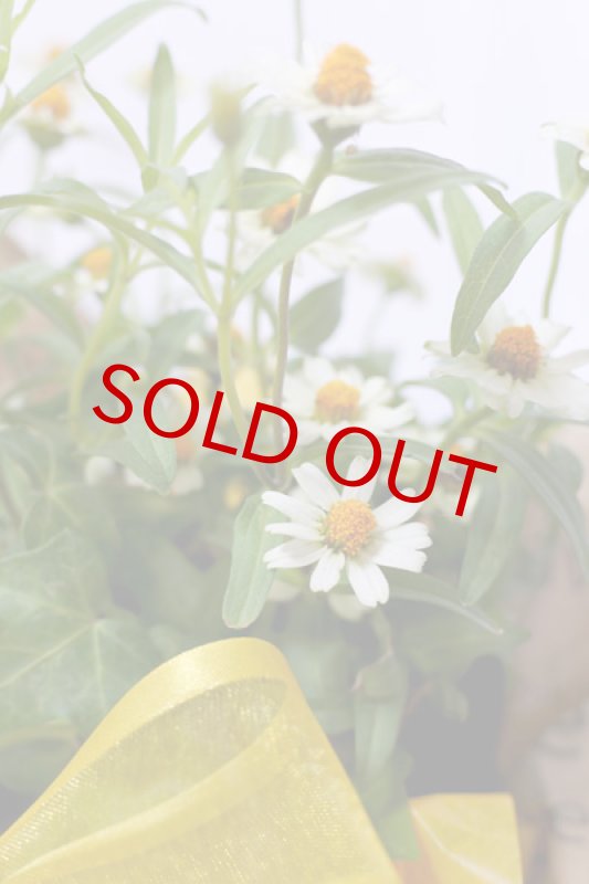 画像3: 百日草（ジニア）とメランポジウムの寄せ鉢ギフト (3)