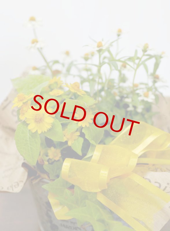 画像4: 百日草（ジニア）とメランポジウムの寄せ鉢ギフト (4)