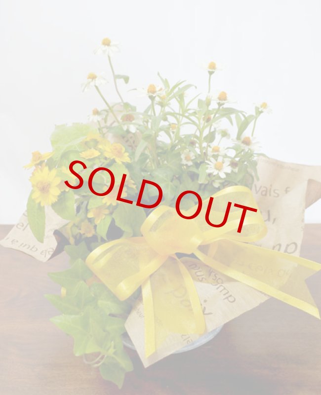 画像2: 百日草（ジニア）とメランポジウムの寄せ鉢ギフト (2)