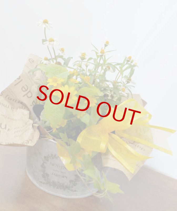 画像6: 百日草（ジニア）とメランポジウムの寄せ鉢ギフト (6)