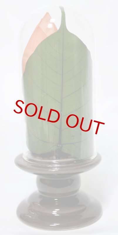 画像3: プリザーブドフラワーのお供えのアレンジ〜蓮 (3)