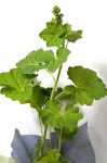 画像4: 立葵（ホリホック）の鉢植えギフト (4)