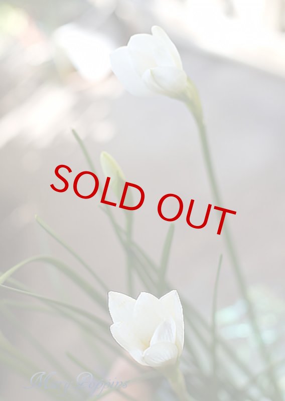 画像5: ゼフィランサス（タマスダレ）の鉢植えギフト (5)