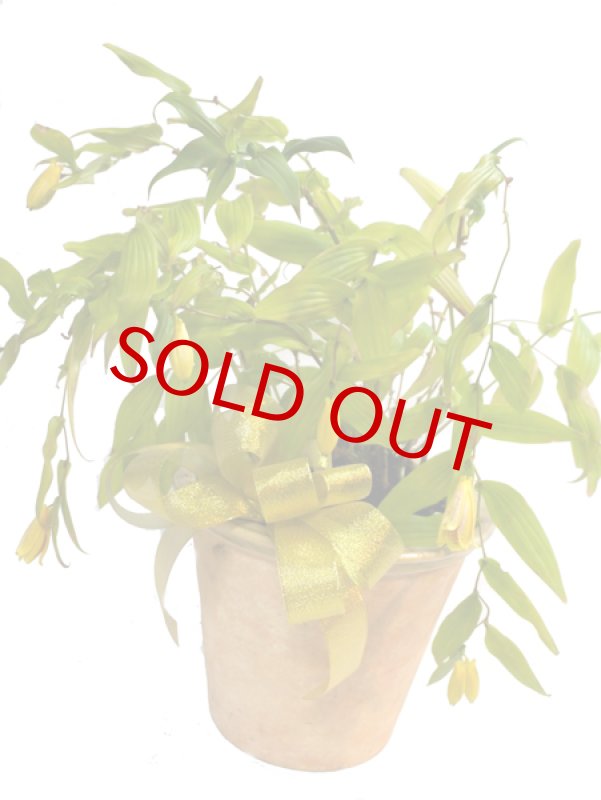 画像4: 上臈杜鵑草(ジョウロウホトトギス)の鉢植えギフト (4)