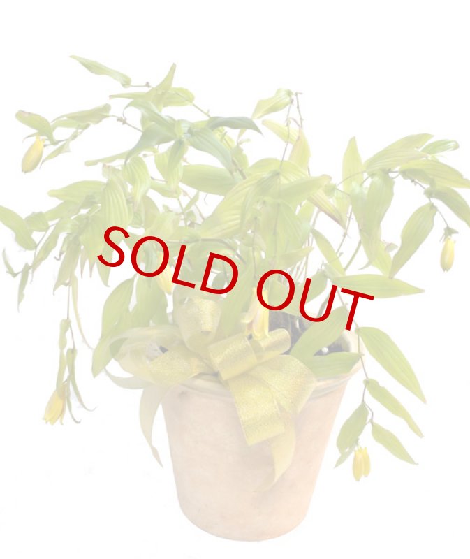 画像6: 上臈杜鵑草(ジョウロウホトトギス)の鉢植えギフト (6)