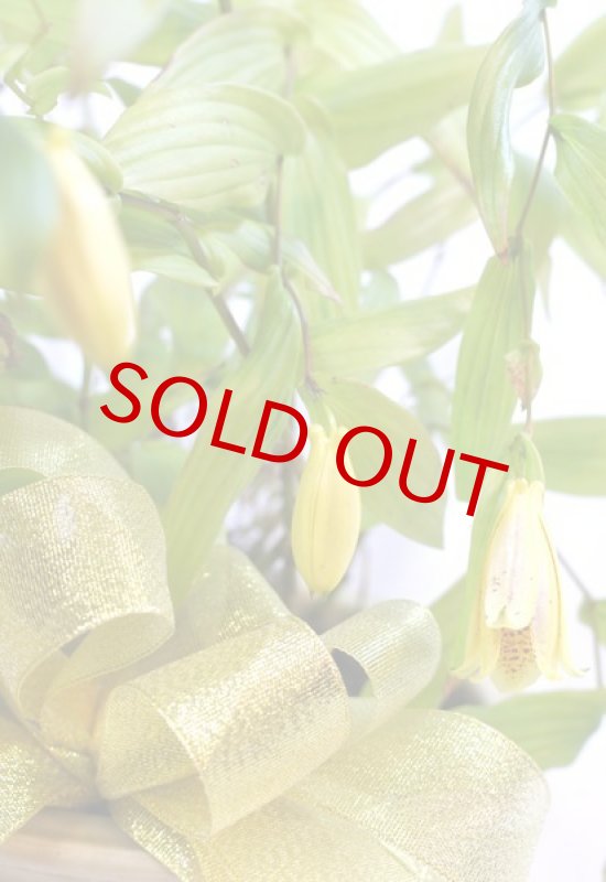 画像3: 上臈杜鵑草(ジョウロウホトトギス)の鉢植えギフト (3)