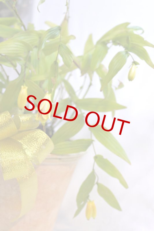 画像5: 上臈杜鵑草(ジョウロウホトトギス)の鉢植えギフト (5)