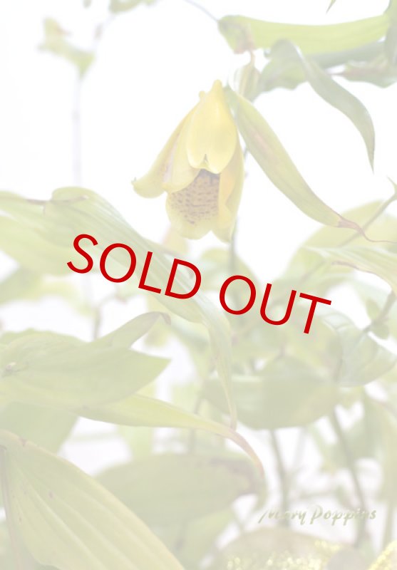 画像2: 上臈杜鵑草(ジョウロウホトトギス)の鉢植えギフト (2)