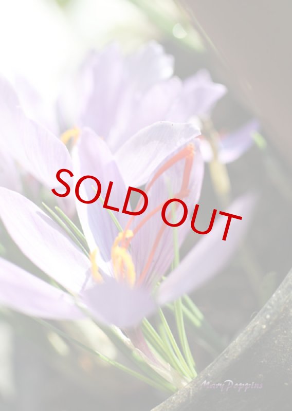 画像4: サフランと小鳥の球根ギフト (4)