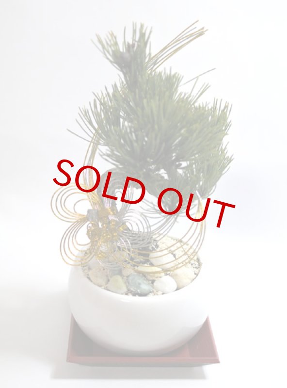 画像5: Bonsai-松 (5)