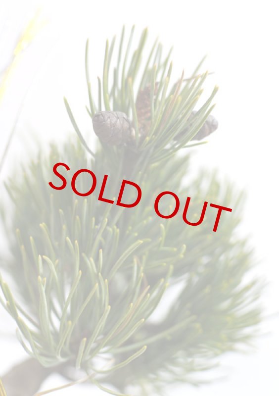 画像4: Bonsai-松 (4)