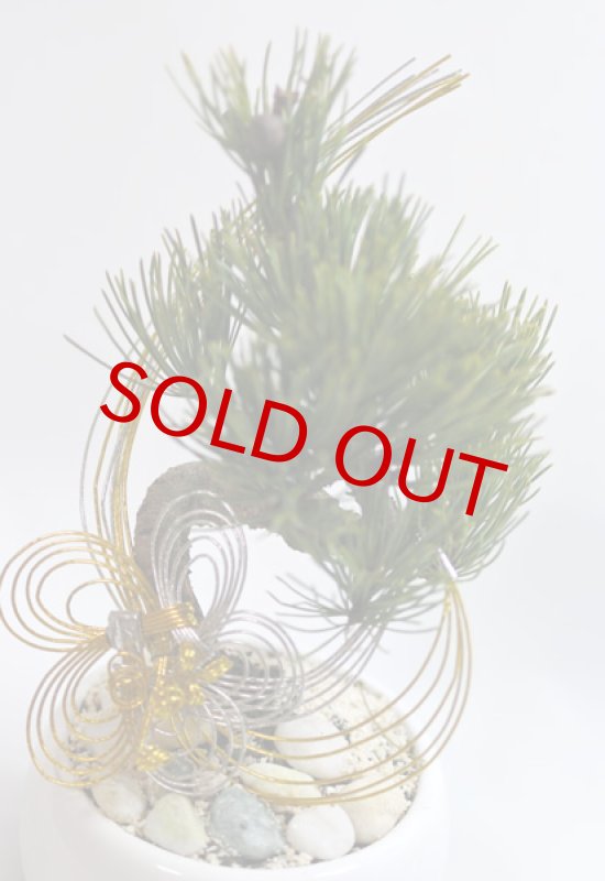 画像3: Bonsai-松 (3)