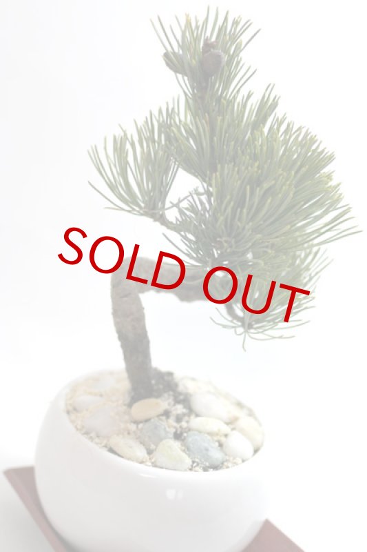 画像2: Bonsai-松 (2)