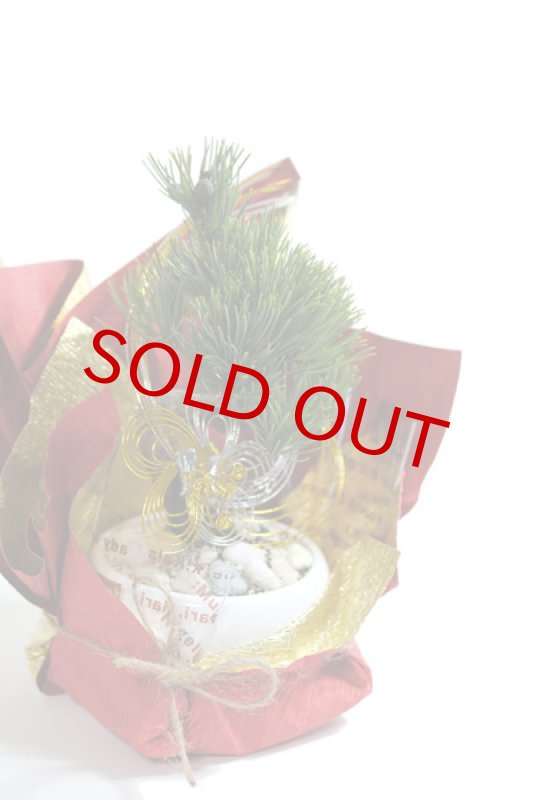 画像6: Bonsai-松 (6)