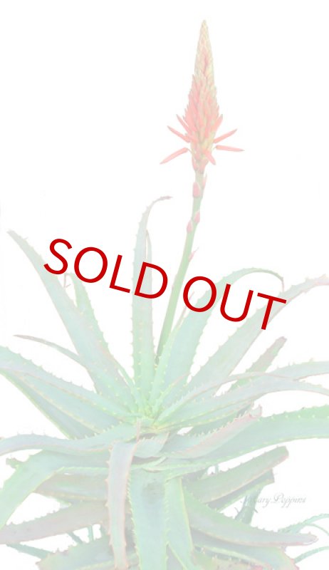 画像5: アロエの鉢植えギフト (5)