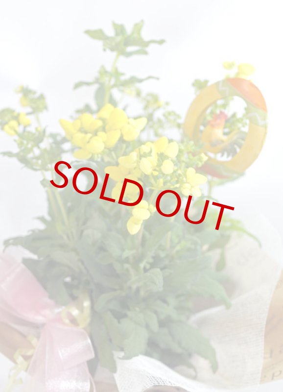 画像3: カルセオラリアの鉢植えギフト (3)