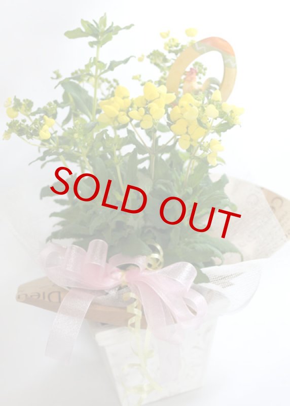 画像2: カルセオラリアの鉢植えギフト (2)