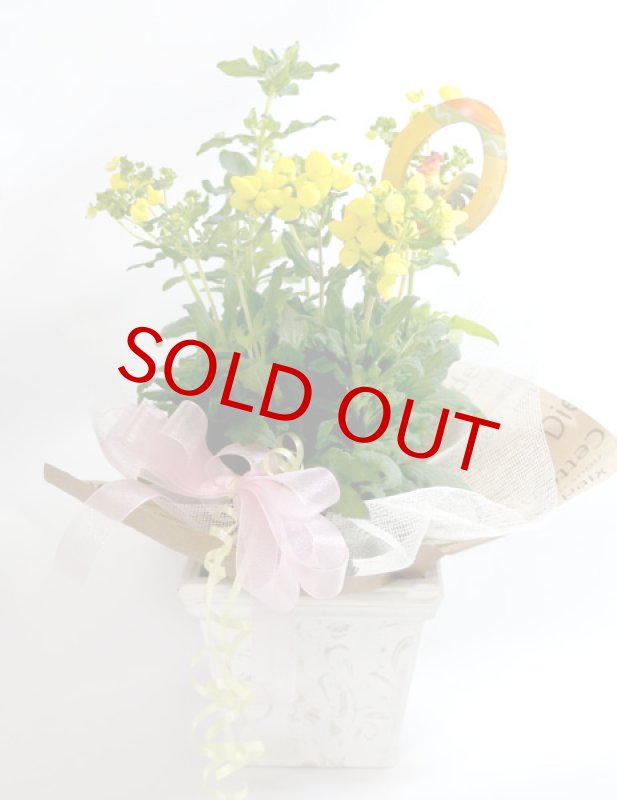 画像6: カルセオラリアの鉢植えギフト (6)