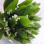 画像1: 鈴蘭（スズラン）の花束〜Muguet (1)