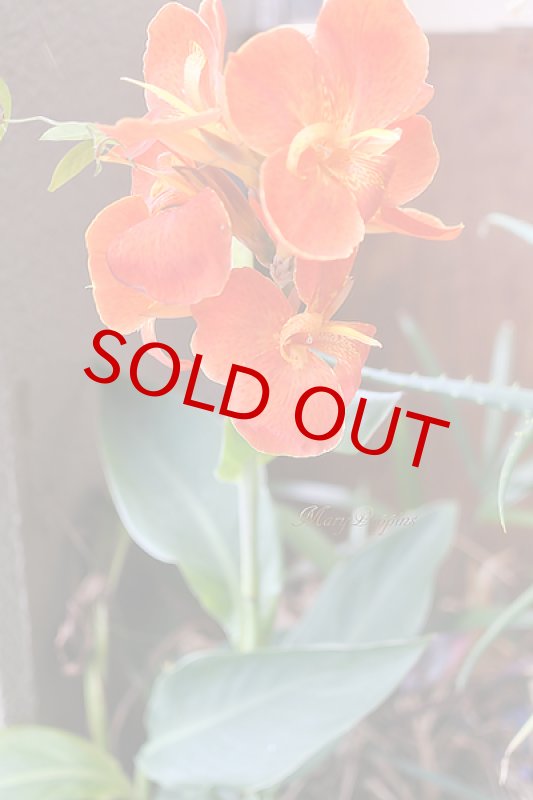 画像4: カンナの鉢植えギフト (4)