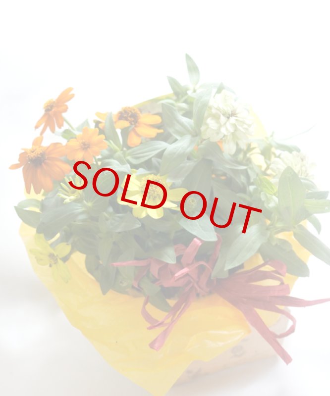 画像6: 百日草（ジニア）の鉢ギフト (6)