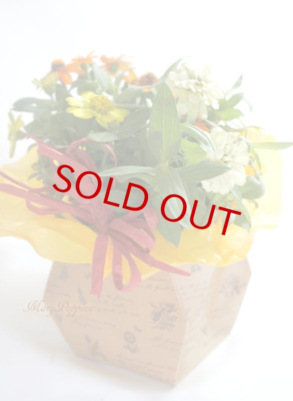 画像5: 百日草（ジニア）の鉢ギフト (5)