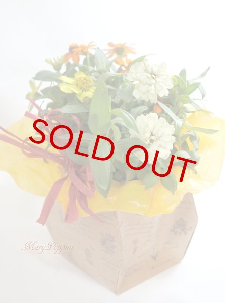 百日草（ジニア）の鉢植えギフト|フラワーギフトMaryPoppins