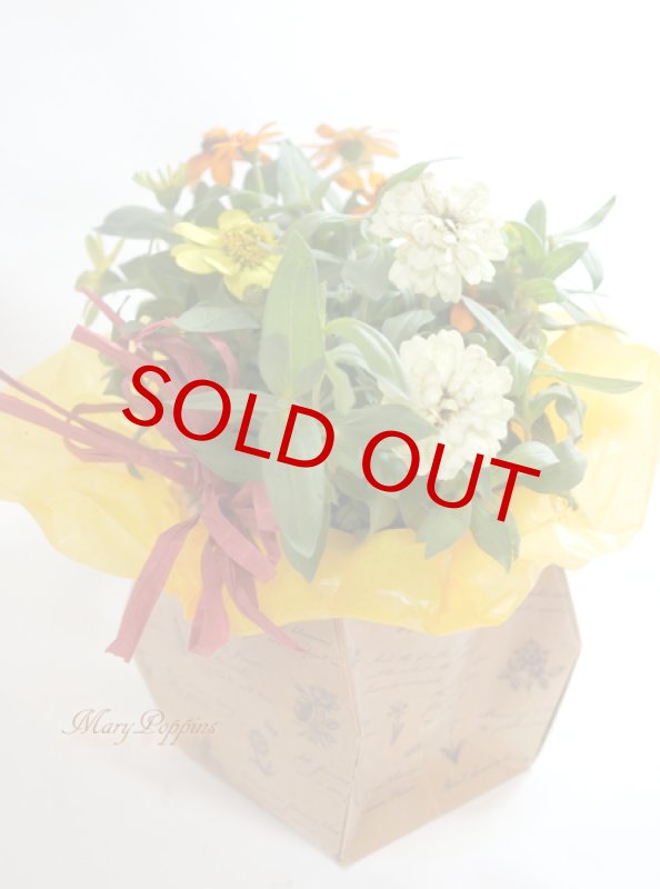 画像2: 百日草（ジニア）の鉢ギフト (2)