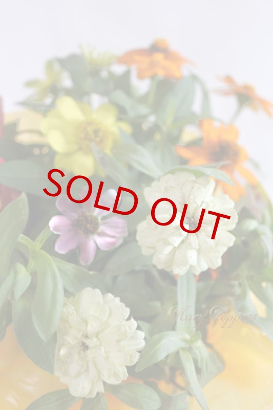 画像4: 百日草（ジニア）の鉢ギフト (4)