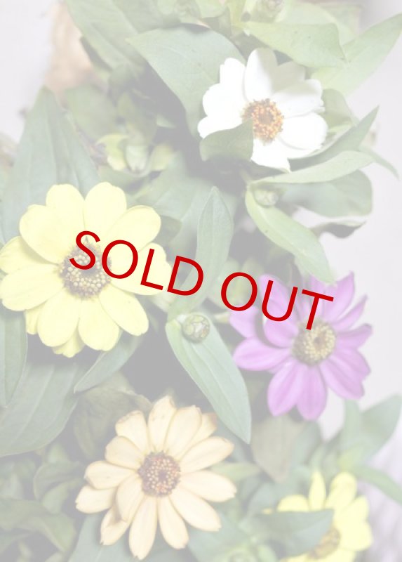 画像3: 百日草（ジニア）の鉢ギフト (3)