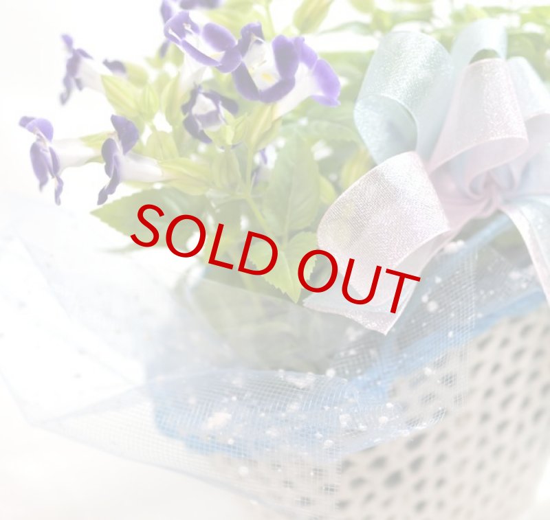 画像3: トレニアのバスケットギフト (3)