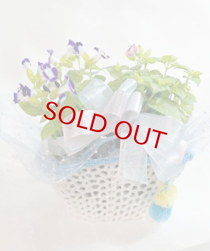 画像2: トレニアのバスケットギフト (2)