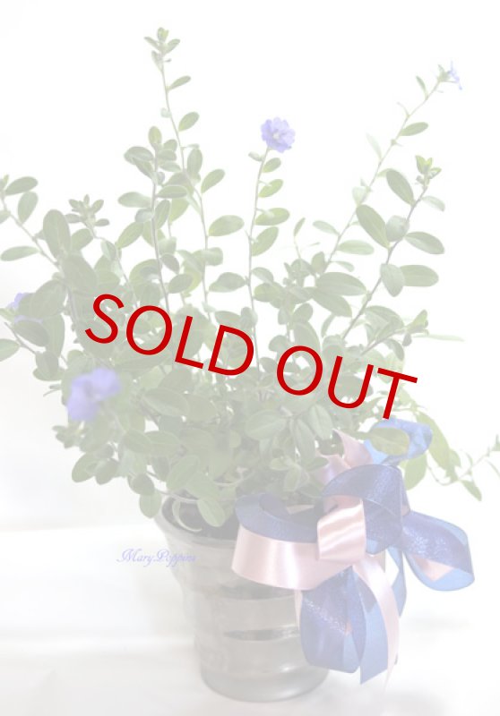 画像6: アメリカンブルーの鉢植えギフト (6)