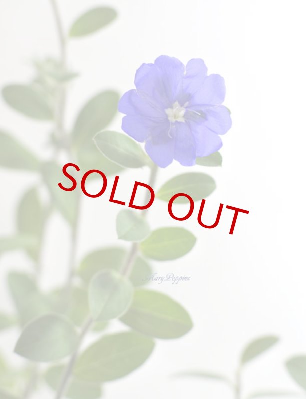 画像2: アメリカンブルーの鉢植えギフト (2)