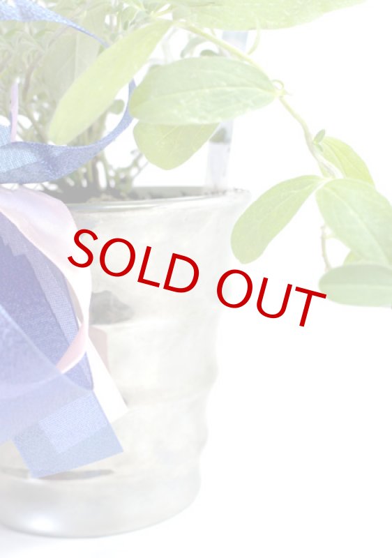 画像4: アメリカンブルーの鉢植えギフト (4)