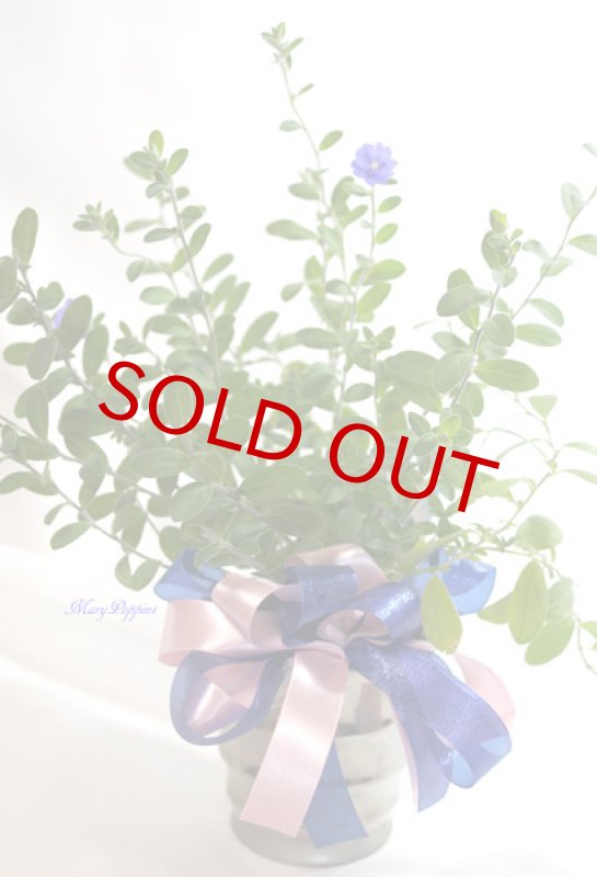 画像3: アメリカンブルーの鉢植えギフト (3)