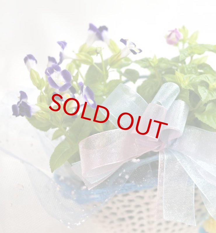 画像5: トレニアのバスケットギフト (5)