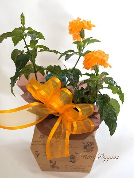 クロッサンドラの鉢植えギフト|フラワーギフトMaryPoppins