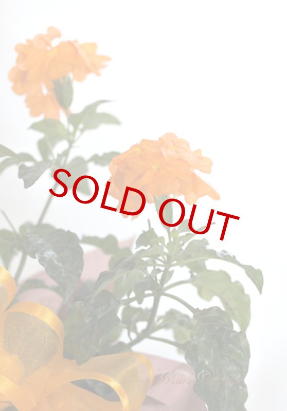 画像3: クロッサンドラの鉢植えギフト (3)