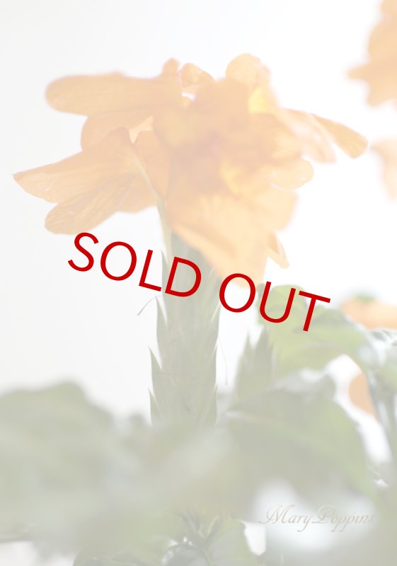 画像4: クロッサンドラの鉢植えギフト (4)