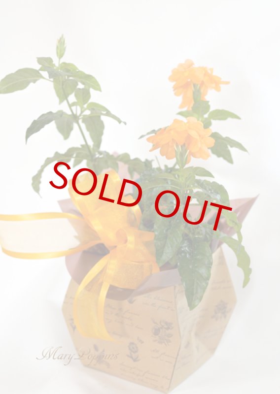 画像6: クロッサンドラの鉢植えギフト (6)