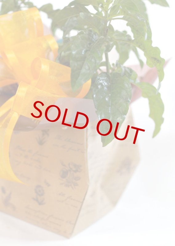 画像5: クロッサンドラの鉢植えギフト (5)