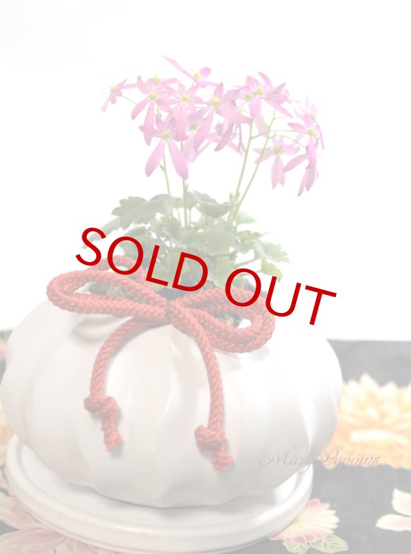 画像6: 大文字草の鉢植えギフト (6)