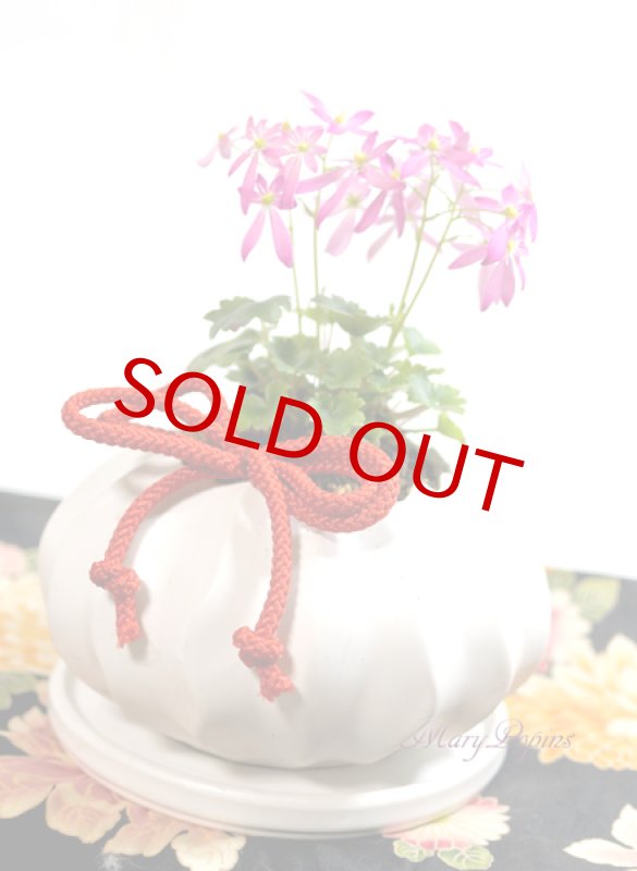 画像5: 大文字草の鉢植えギフト (5)