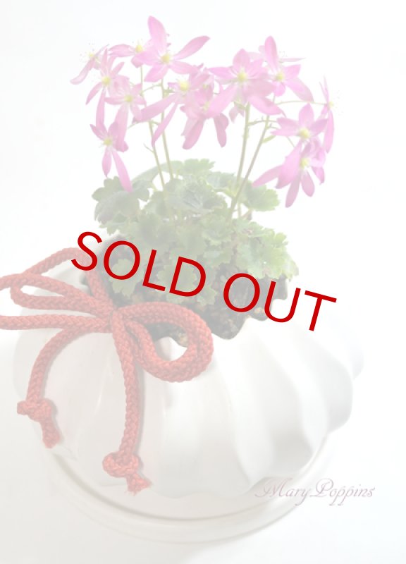 画像4: 大文字草の鉢植えギフト (4)